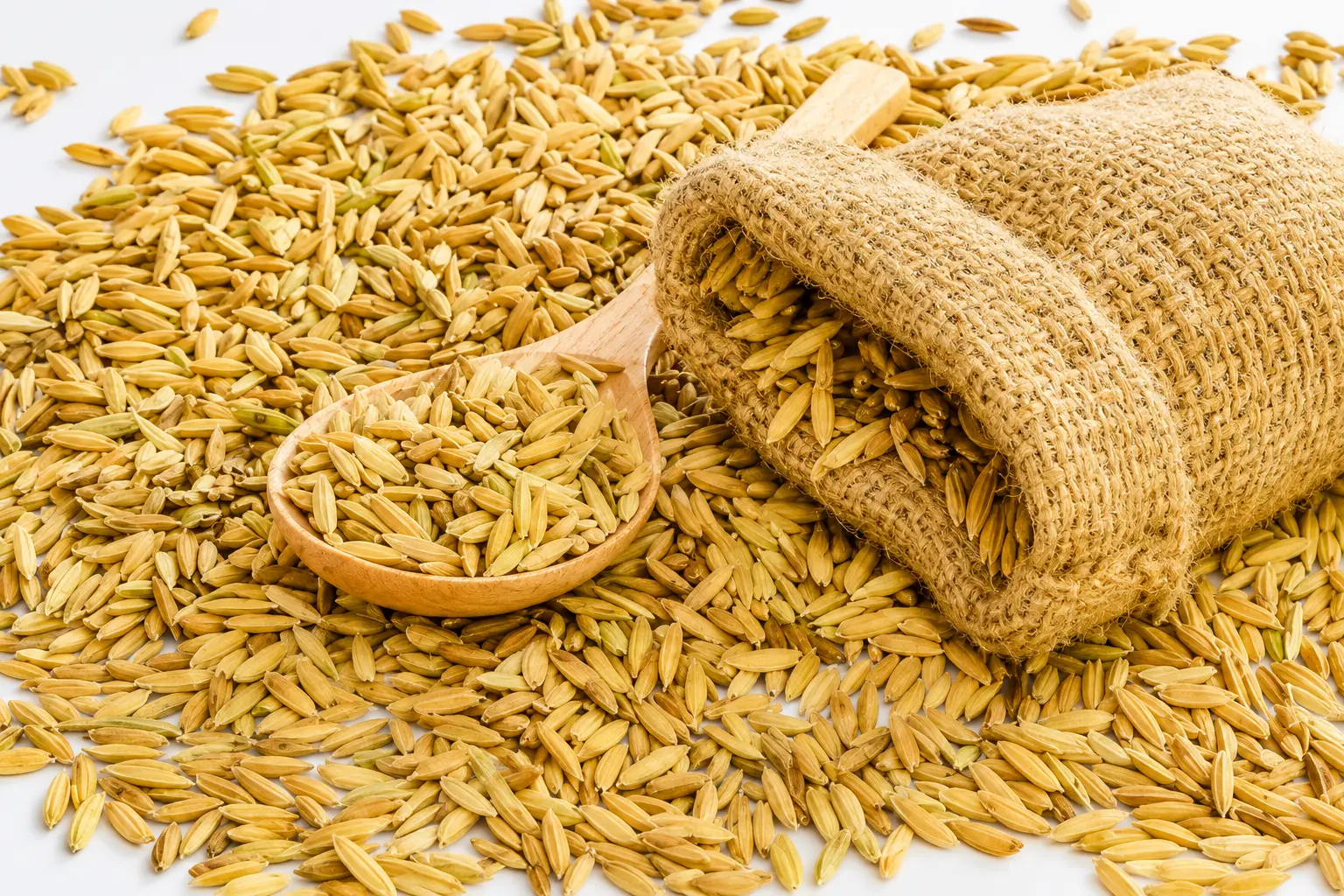 Paddy (Dhan)